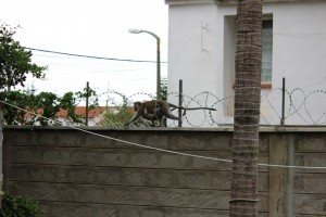 Monkey on wall